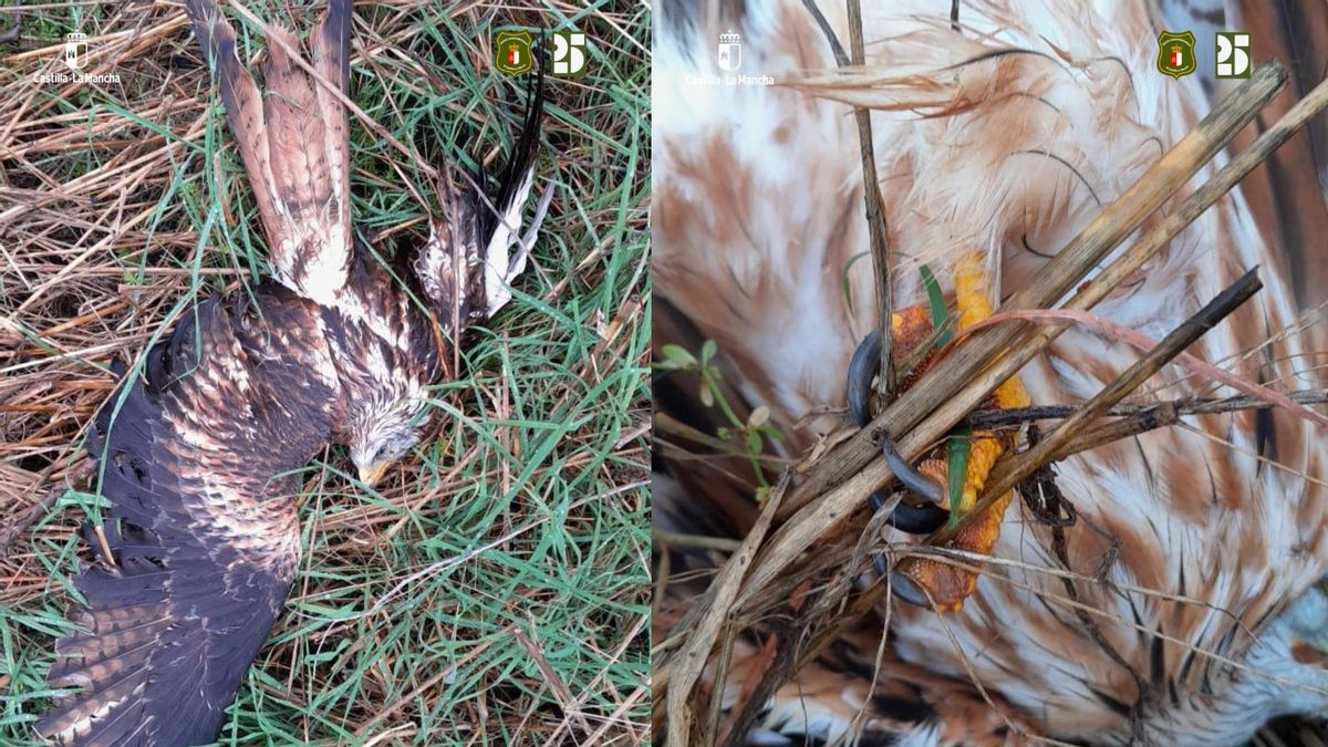 Agentes medioambientales investigan varias rapaces muertas con indicios de envenenamiento en Ciudad Real