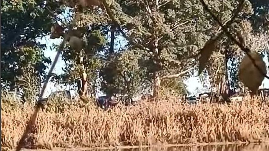 Denuncian el ruido de una rave en Sevilla junto al Guadalquivir