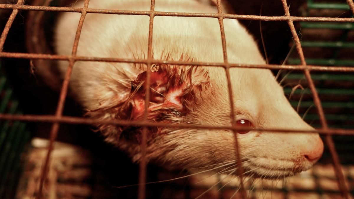 Visones conviven con cadáveres, excrementos y extremidades canibalizadas: así es la 'granja de los horrores' de Galicia