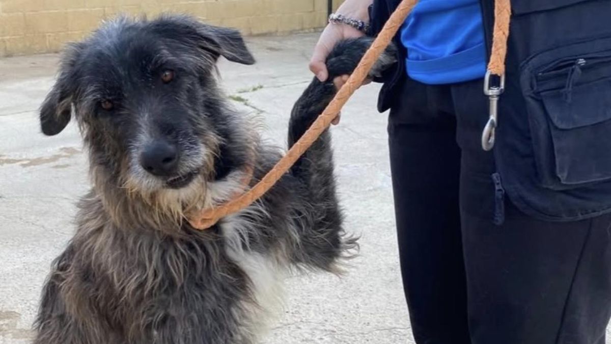 La peluda espera que alguna familia se interese por ella