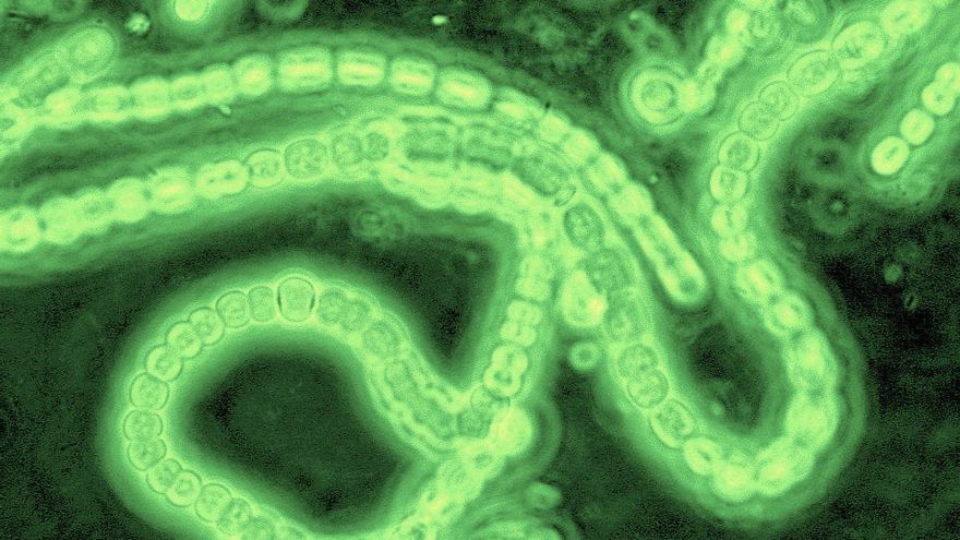 Así se están usando las algas microscópicas para sustituir al plástico