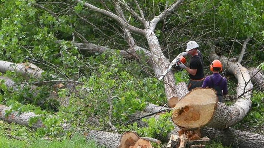 César Sánchez / ICAL Varios trabajadores talan árboles en una finca del Bierzo.