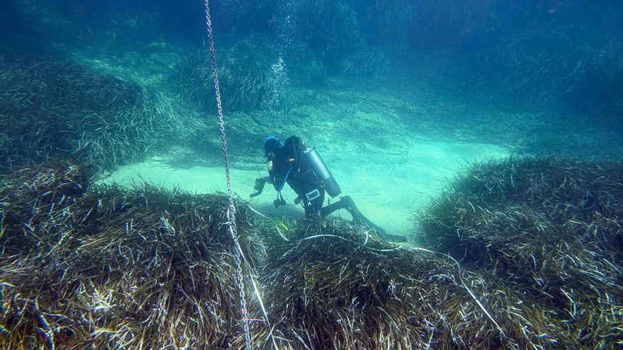 Dos algas invasoras reducen hasta un 50% el crecimiento de nuevas plantas de posidonia