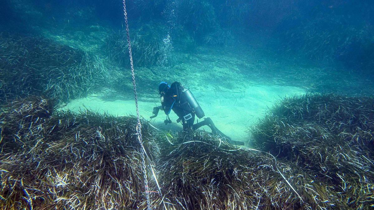 Dos algas invasoras reducen hasta un 50% el crecimiento de nuevas plantas de posidonia