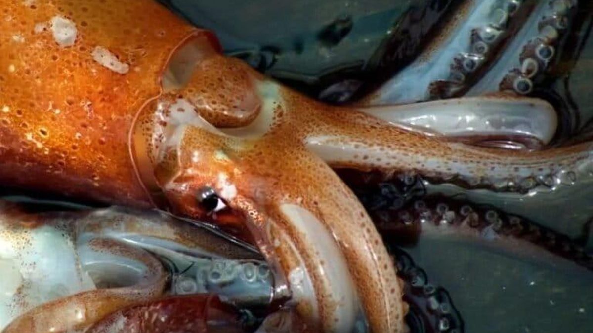 El calamar gigante que se captura en Argentina (Illex Argentinus) es un recurso muy requerido en China.