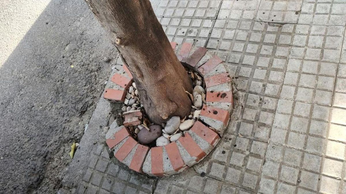 Ecomapeo en Córdoba identificando alcorques vacíos, con tocones o 'asfixiantes' para los árboles.