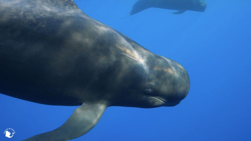 'Salvar Tenerife': la riqueza marina canaria en riesgo, por primera vez en un documental