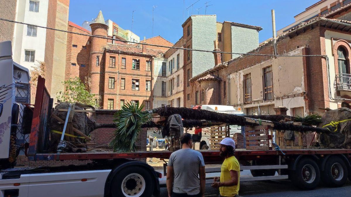 El viaje de tres palmeras de regalo a León (que se quedaron en dos)