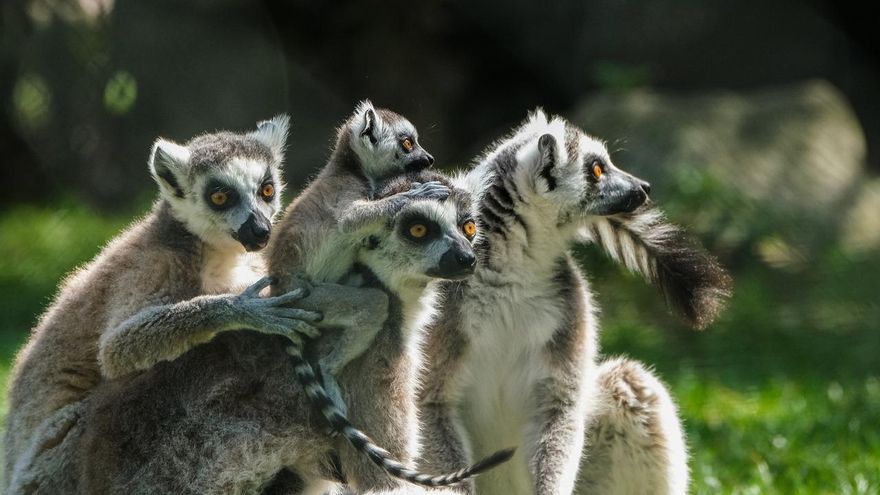 Razones por las que visitar la isla de Madagascar