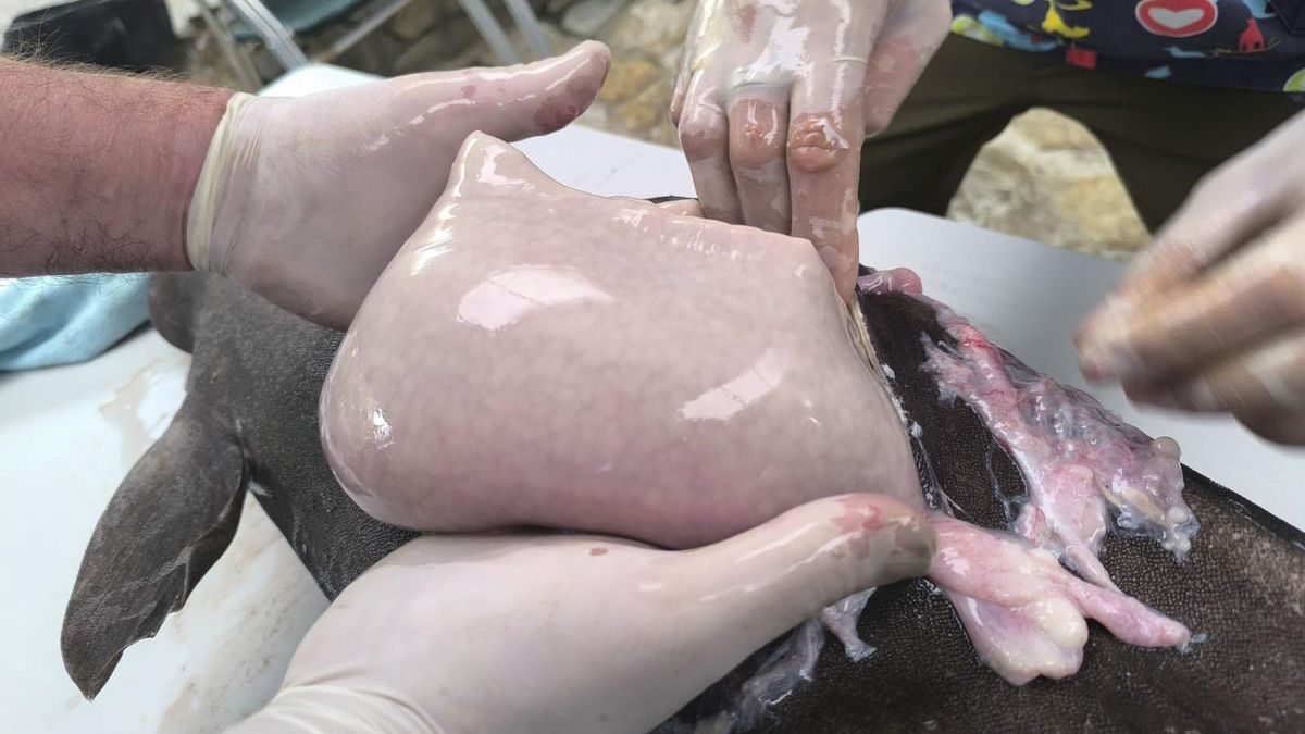 El tiburón foca es una especie que se suele hallar a grandes profundidades, por lo que ha despertado gran expectación entre la comunidad científica.