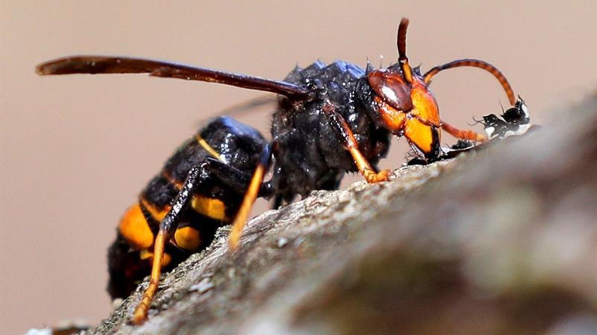 Una organización ecologista cuestiona la versión oficial sobre lo ocurrido