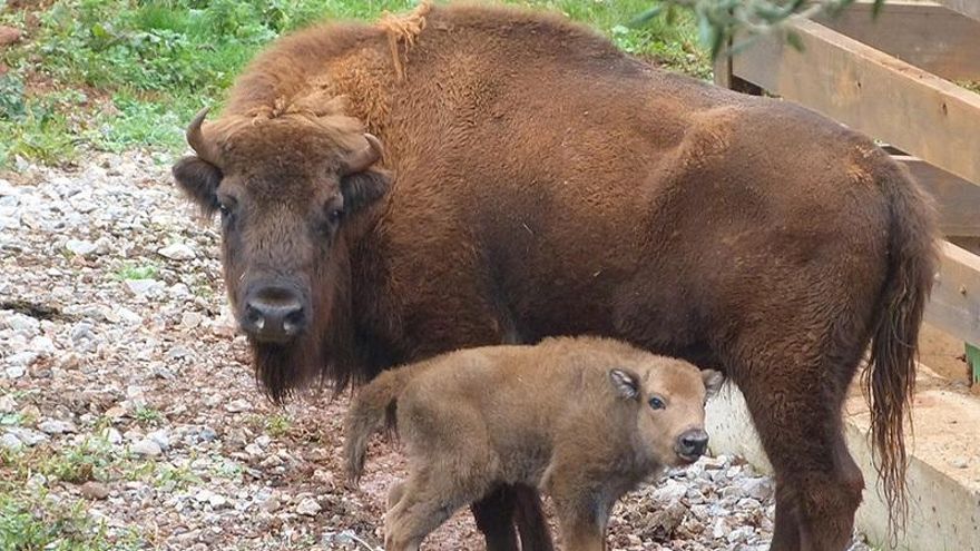 Cría de bisonte nacida este mes en Cabárceno junto a su madre