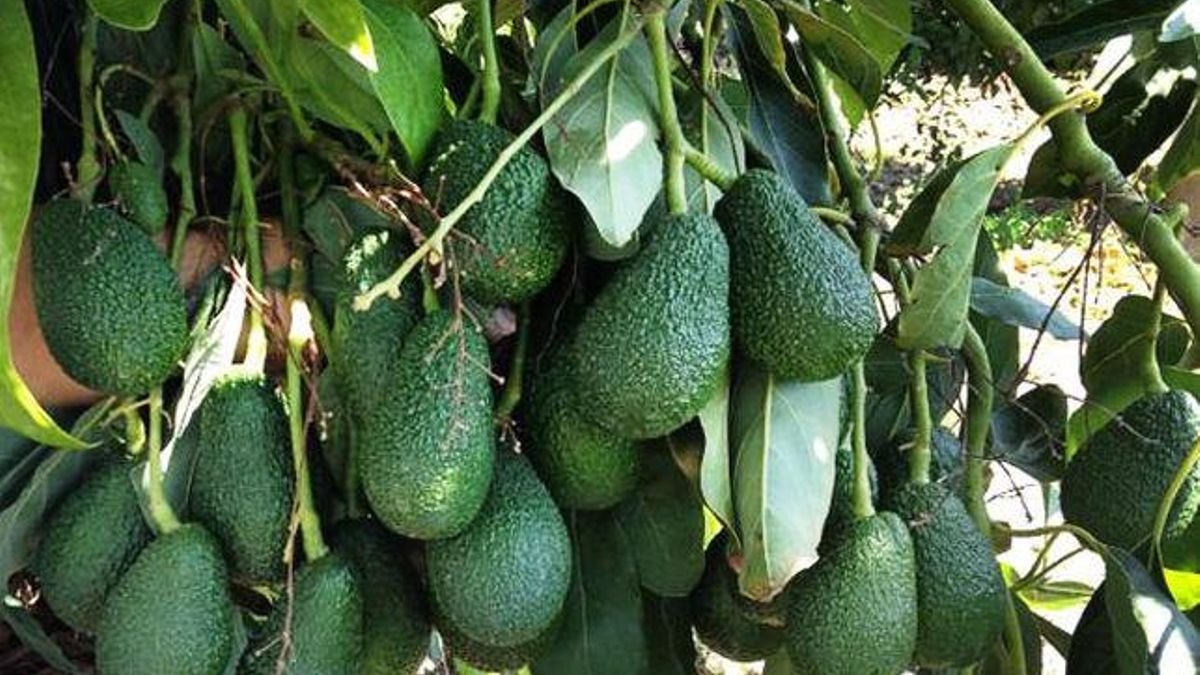 El campo y la pesca se adormecen en su contribución  a la economía: solo aportan el 1,7% del PIB canario