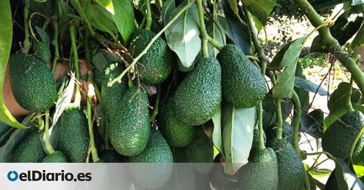 El campo y la pesca se adormecen en su contribución a la economía: solo aportan el 1,7% del PIB canario