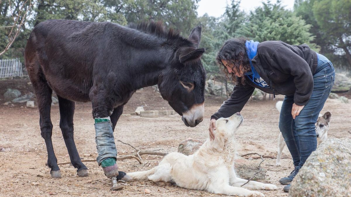 La homogeneidad como presupuesto del especismo