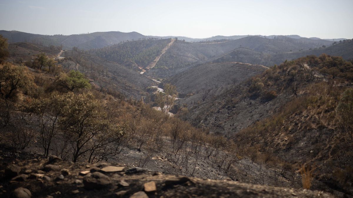 El incendio de Niebla deja un paisaje desolador en Berrocal (Huelva).