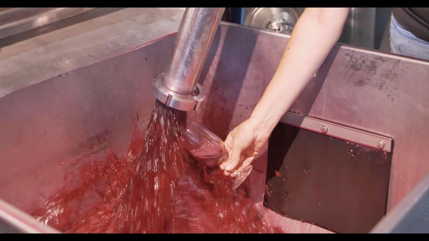 La añada 2020 en los vinos de Jumilla se augura ya “excelente”, según ha avanzado la Denominación de Origen