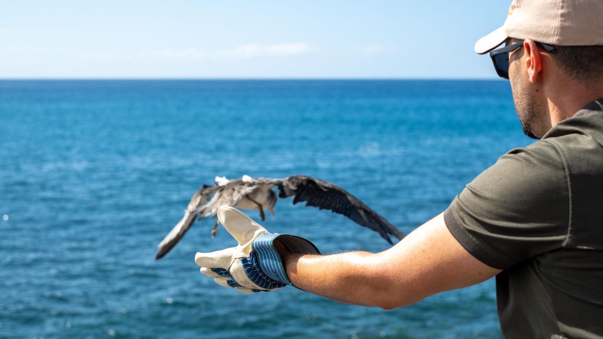 Adeje pide apagar las luces para proteger a las pardelas en su primer vuelo al mar