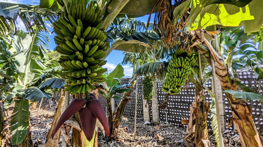 El Parlamento de Canarias retoma las jornadas 'Conecta Canarias Europa' con un encuentro sobre los retos del sector primario