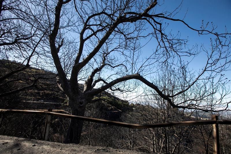 Zonas afectadas por el fuego del incendio forestal, en el Cruce de las Pereras, en el municipio de Valleseco.