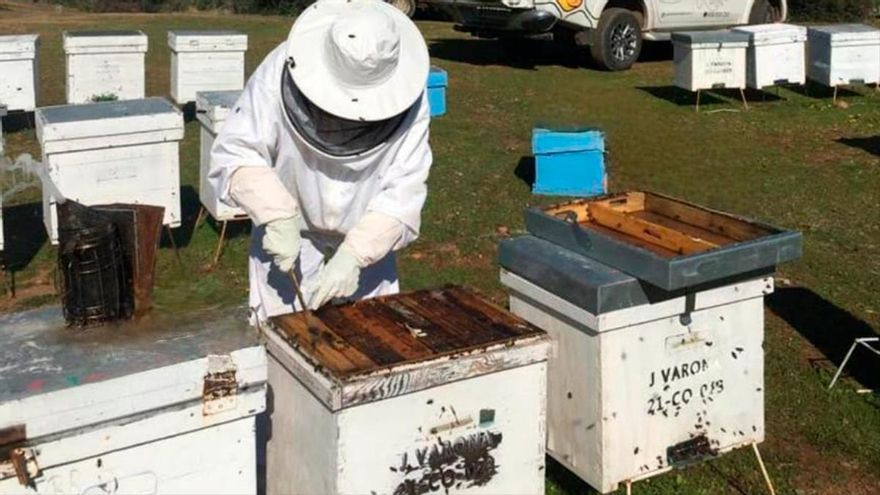 El temor ante el avispón oriental en Córdoba: "Te quedas sin colmenas en un abrir y cerrar de ojos"