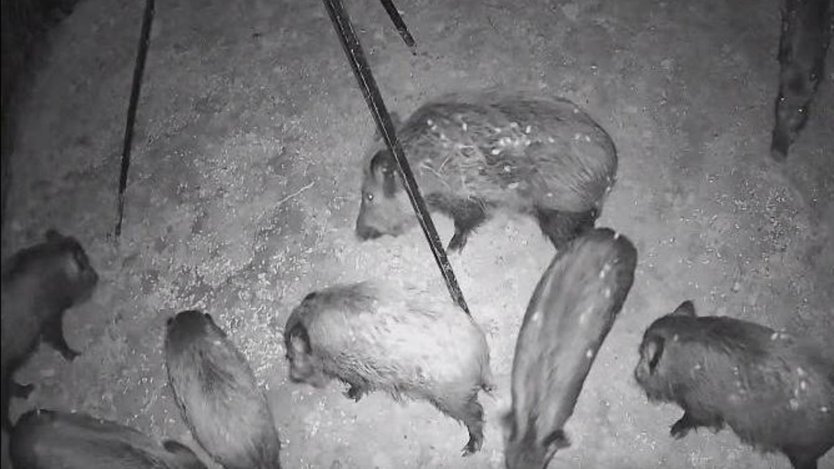 No solo caza: El plan “ético” de Xàtiva para frenar la plaga de jabalíes logra 36 capturas en una jornada