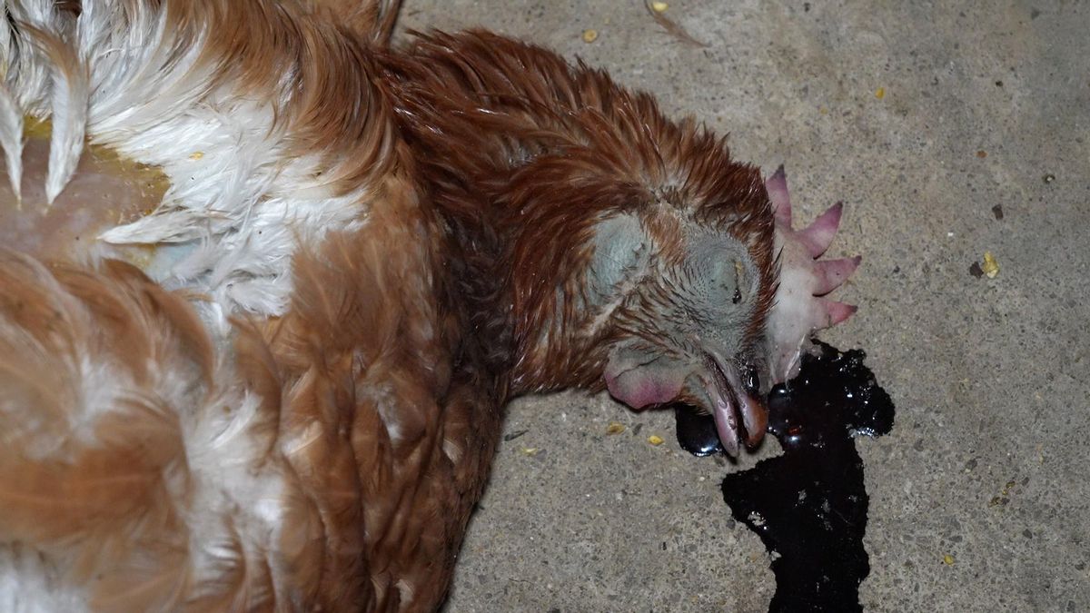 Gallina muerta en el suelo de la instalación con un charco desangre emanando de su pico.