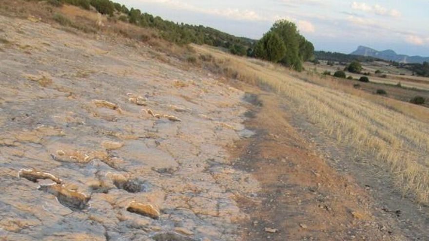 Las huellas del nuevo dinosaurio localizadas.