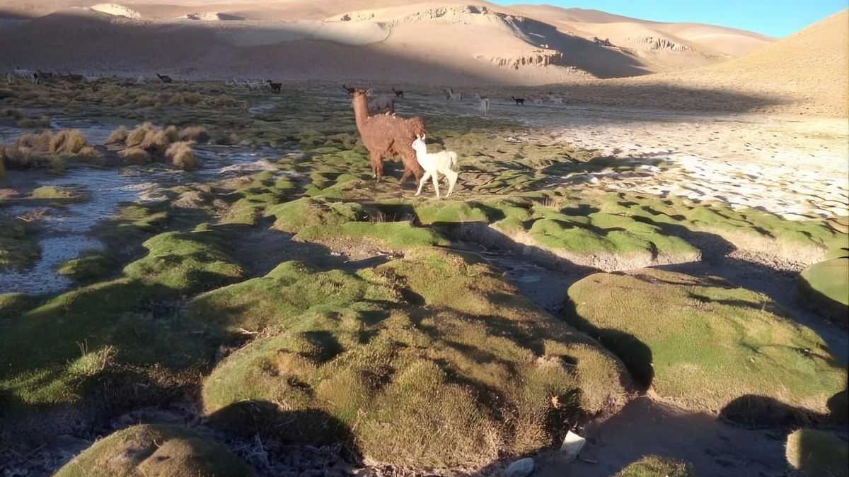 Las comunidades indígenas son responsables del cuidado y aprovechamiento de animales, agricultura, la extracción de sal y la medicina tradicional en estos territorios.