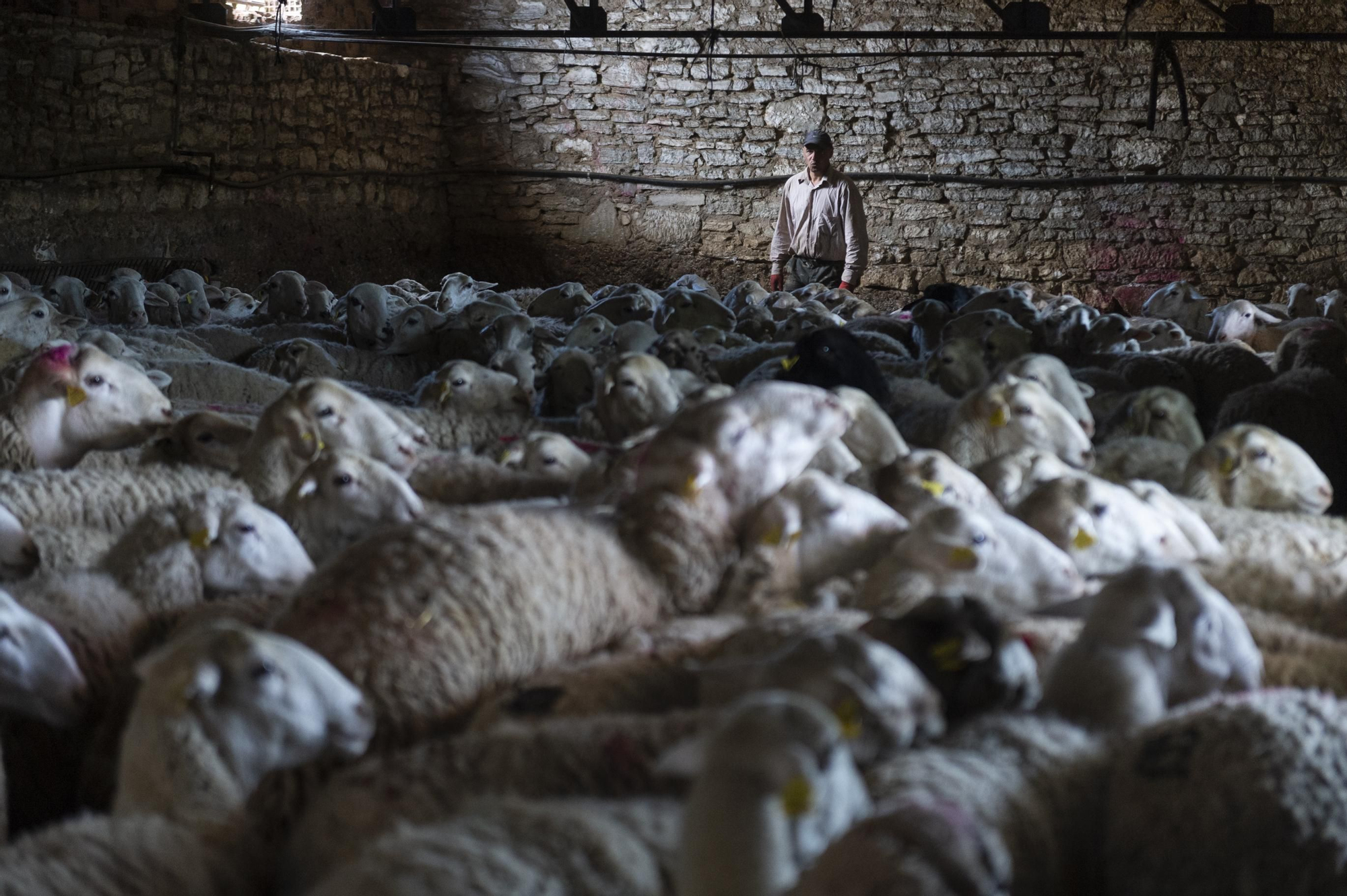 Un esquilador separa por grupos a las ovejas para ser peladas.