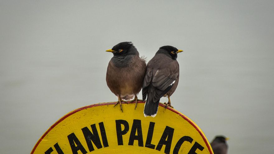 El coloquio de los pájaros enmudece