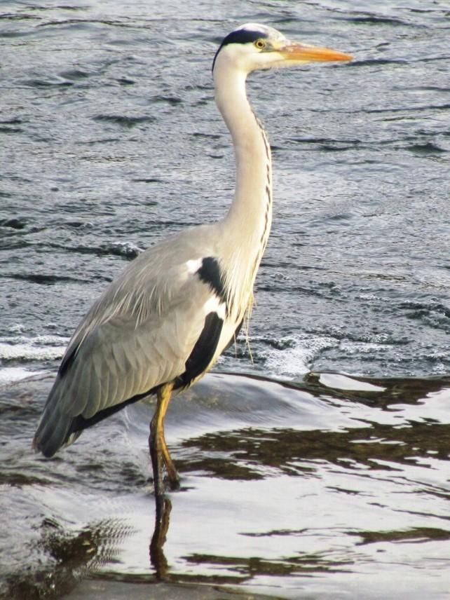 Naturaleza viva en el municipio de Cimanes del Tejar