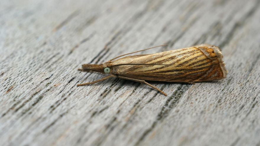 No es la luz ni la comida: esto es lo que atrae a las polillas a tu casa y cómo evitarlo