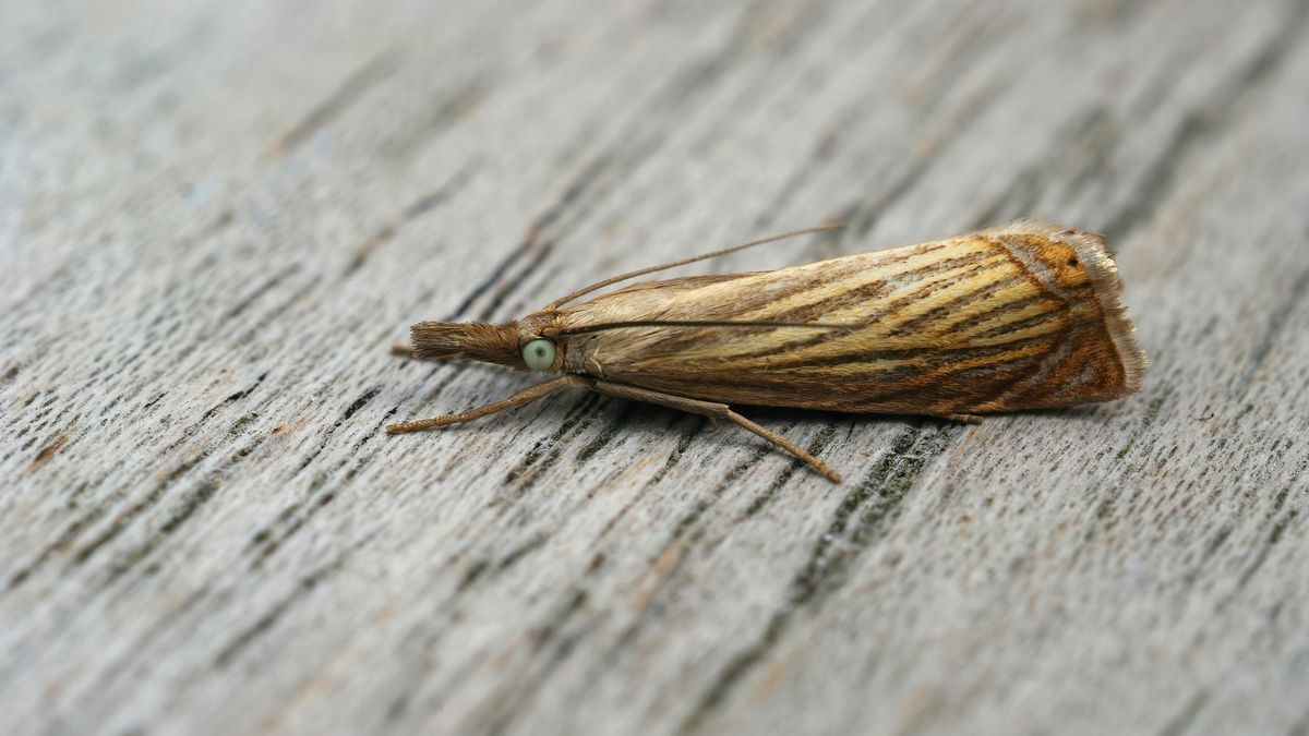 Imagen de una polilla en primer plano.