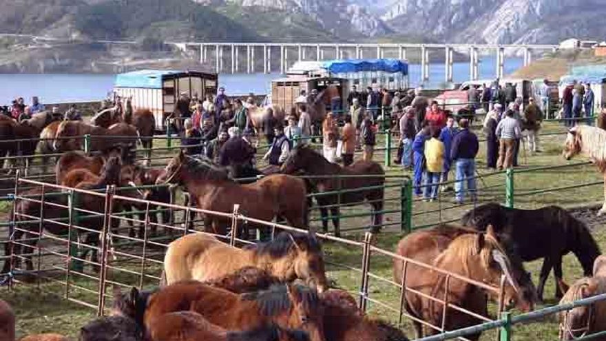 Caballos en la Feria de noviembre en Riaño.
