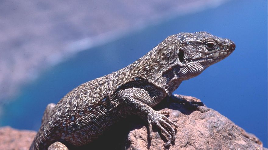 Cómo los humanos están alterando la fauna endémica de Canarias, el punto más biodiverso de España