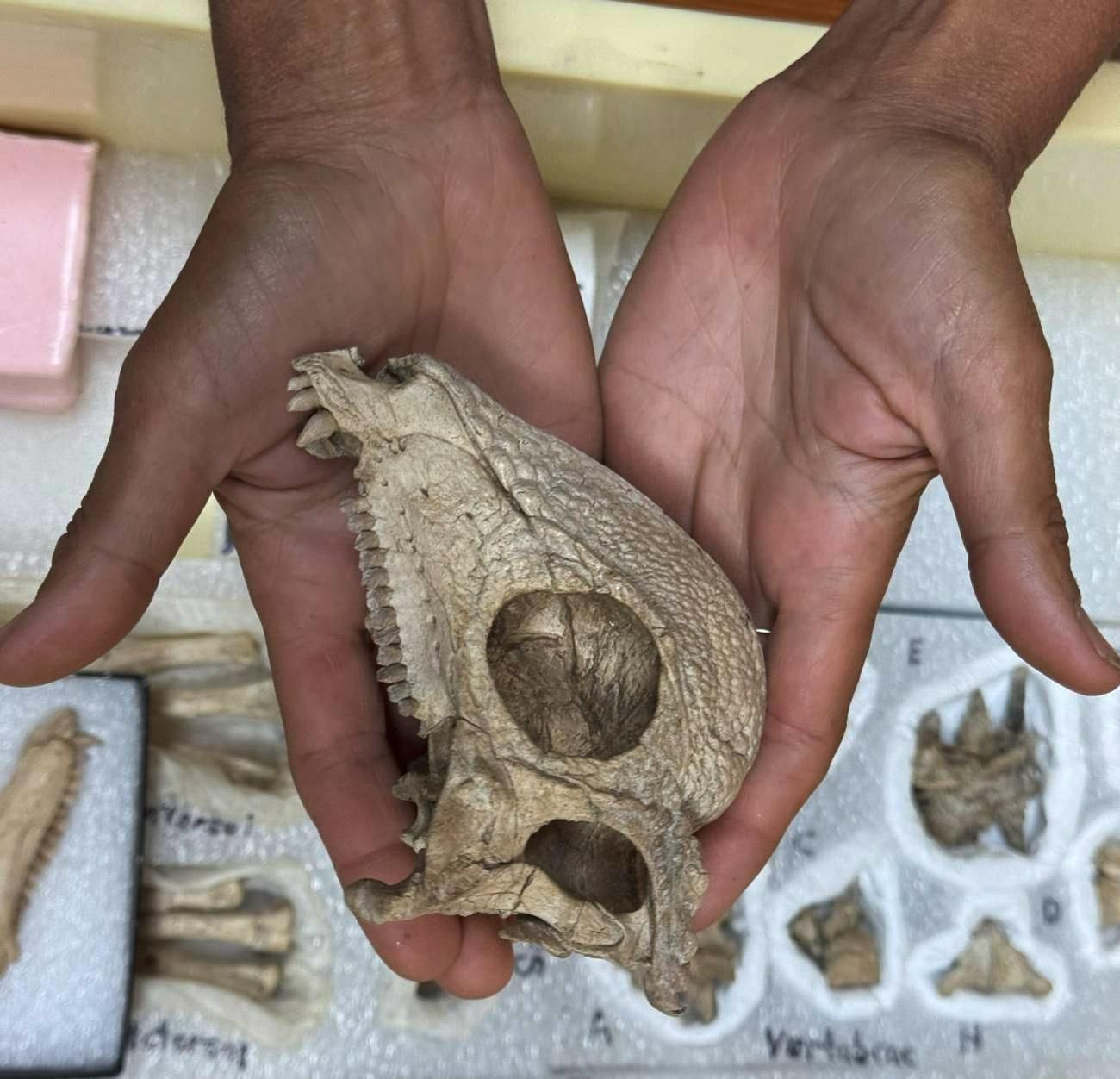 Cráneo del dinosaurio Zavacephale rinpoche hallado en Mongolia.