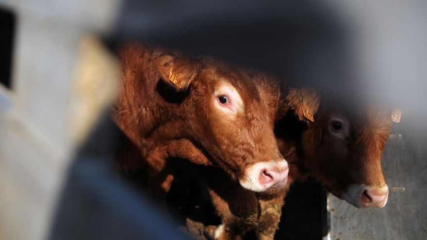 La Unión pide a la Junta cinco millones en ayudas para paliar las pérdidas por la enfermedad hemorrágica epizoótica