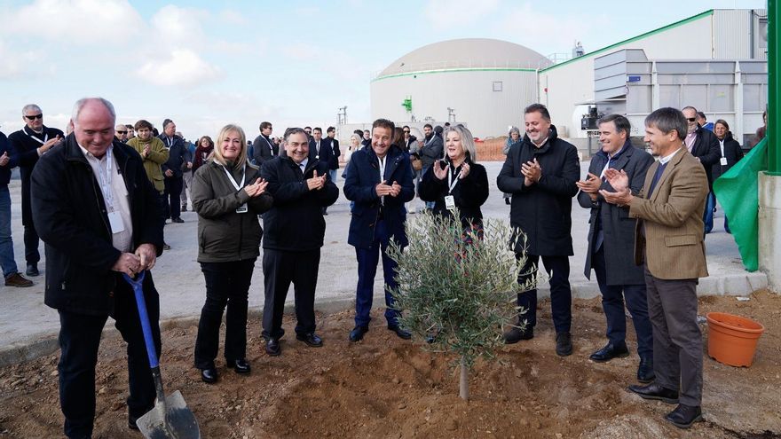 Plantación de olivo para simbolizar los beneficios medioambientales de la planta de La Calahorra.