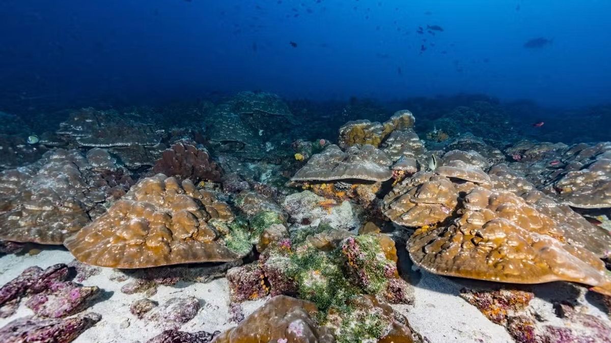 Imagen de algunos de los corales estudiados en las Islas Galápagos. Foto cedida por Greg Asner