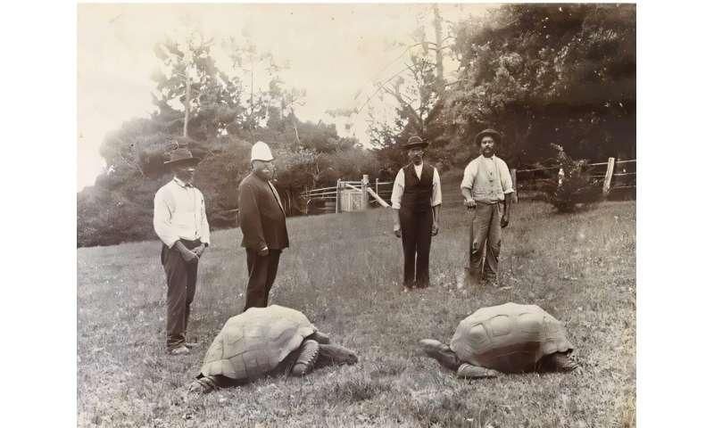 Jonathan llegó a Santa Elena como regalo para Sir William Grey-Wilson en 1882