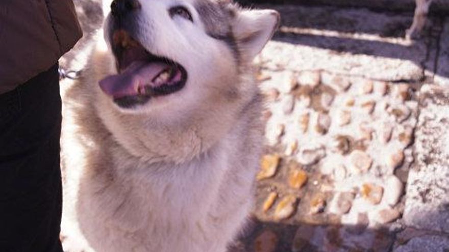 San Antón bendice a las mascotas de León