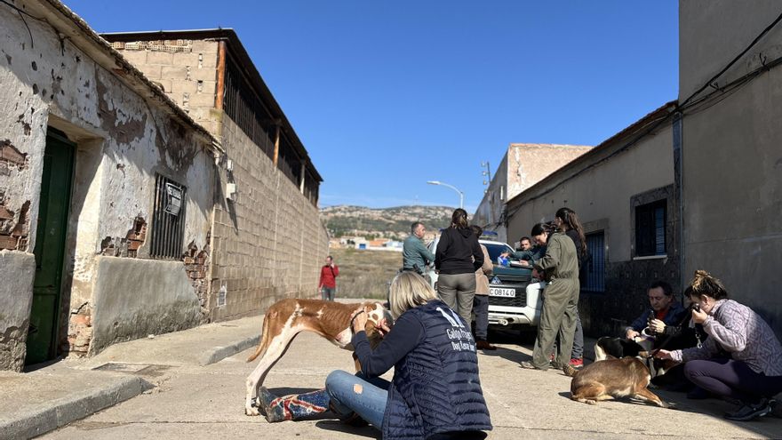 Casi 80 perros "hacinados y desnutridos" en Puertollano: el juzgado investiga un presunto delito de maltrato animal
