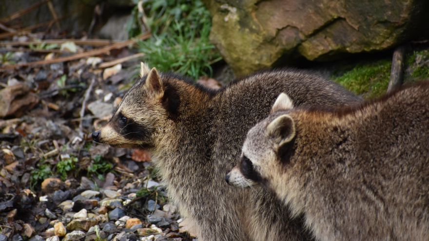 Varios mapaches en un entorno natural. Su dieta oportunista y su capacidad para desenvolverse en ambientes muy distintos explican parte de su éxito como especie invasora.