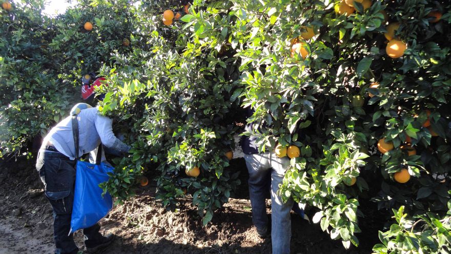 Trabajadores en el campo