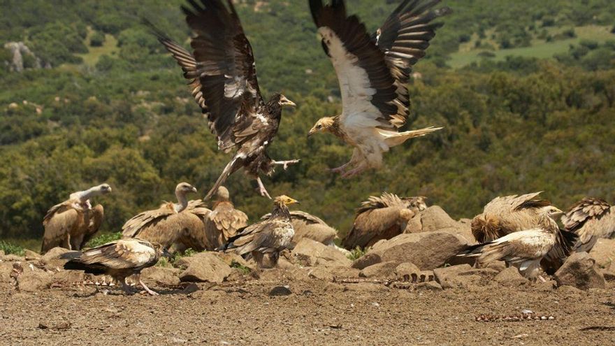 Ejemplares de alimoches y otras aves rapaces