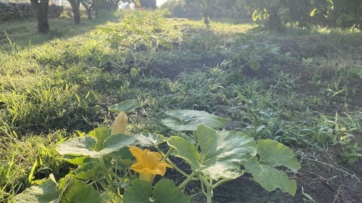Planta de calabaza en el huerto