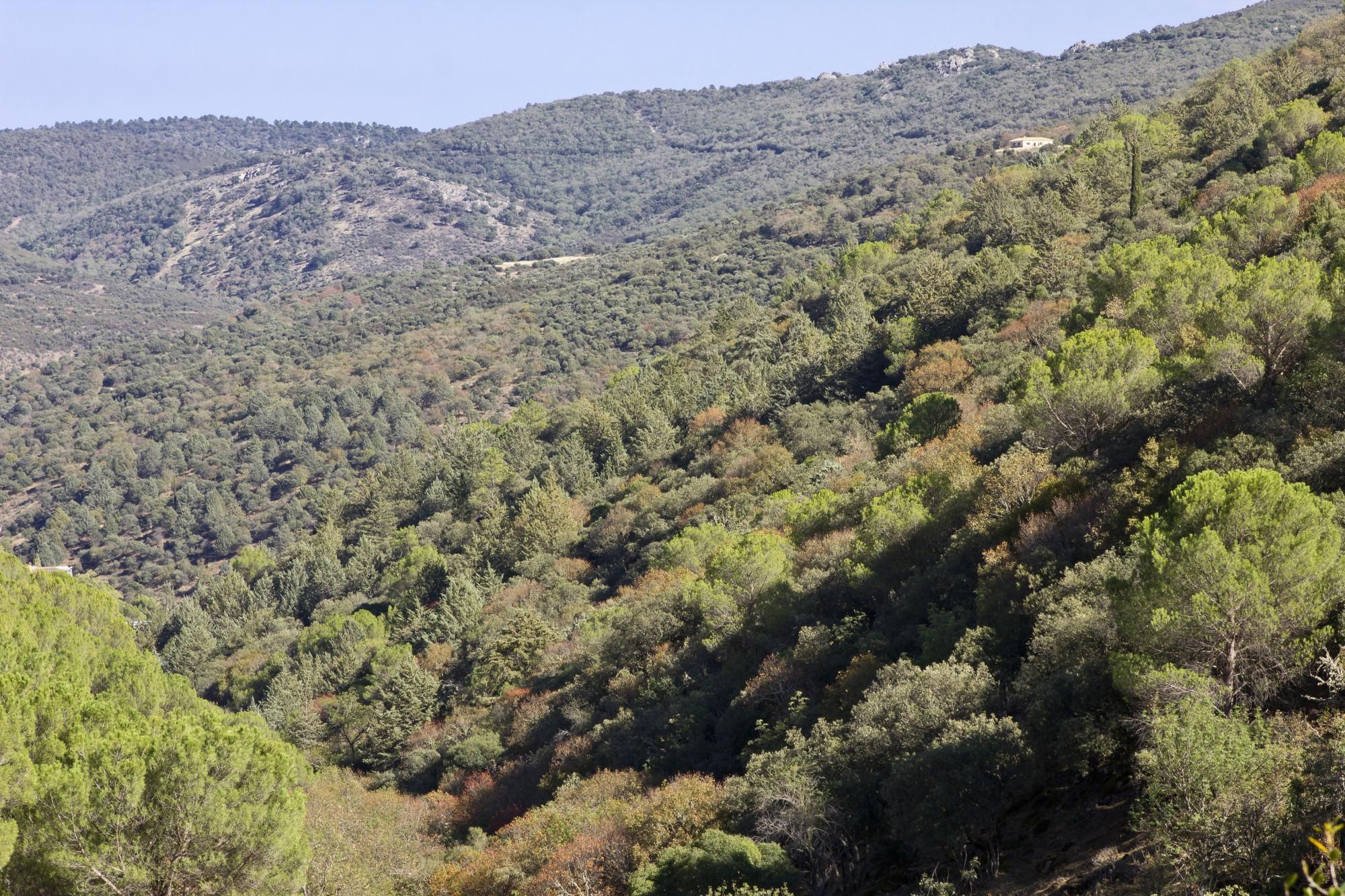 Bosques en el sendero del Castañar de Valdeazores.
