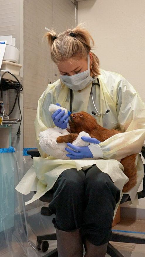 Los perezosos iniciaron cuarentena de 30 días con el fin de prevenir la transmisión de posibles patógenos a los demás animales del zoológico o incluso al personal. Foto: cortesía Central Florida Zoo