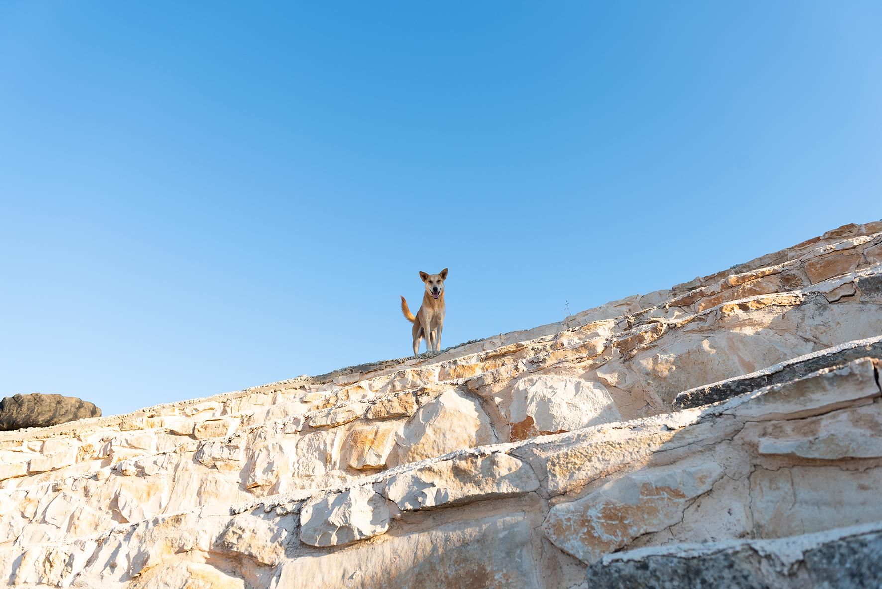 Un perro en lo alto de un muro